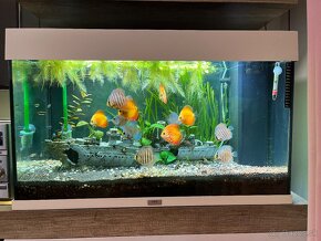 Juwel 180 biele, akvarium, 100x40x50 - 4