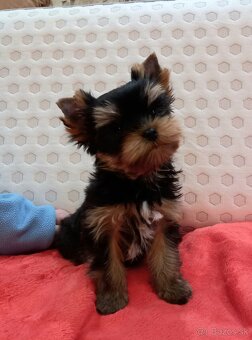 YORKSHIRE TERRIER  - psík s PP - 4