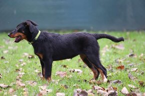 Beauceron s PP - 4