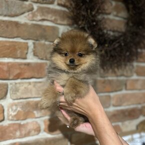 Pomeranian šteniatka - 4