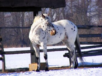 Pripúšťanie appaloosa žrebcom - 4