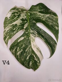 Monstera Albo Variegata - 4