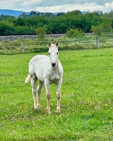 Prodám QH APHA palomino/overo hřebečka - 4