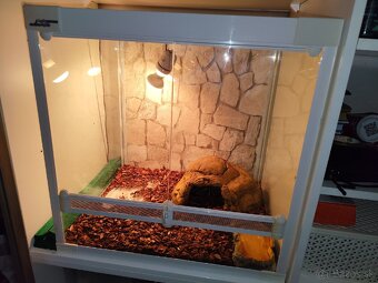 PREDAM TERARIUM LUCKY REPTILE 60x50x60 BIELE - 4