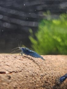 Krevetky Neocaridina - 4