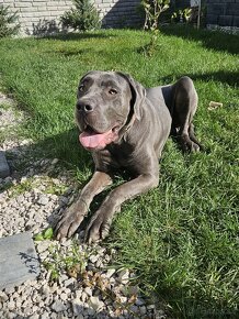 Cane corso - 4