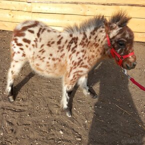 Žrebec mini shetland pony  "PEPE" - 4