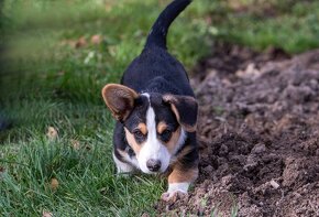 Welsh Corgi Cardigan -  k odběru - 4