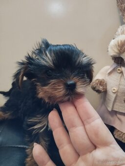 Yorkshire terrier, yorkshirsky terier, york - 4