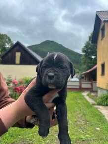 Predám šteniatka psíkov CANE CORSO - 4