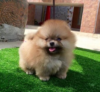 Pomeranian - 4