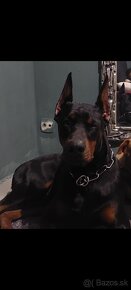 Doberman šteniatka - 4