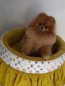 Pomeranian mini - 4