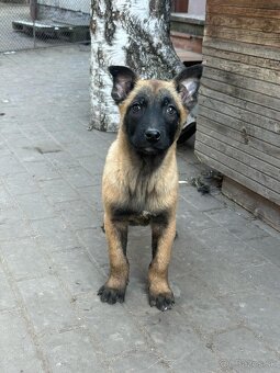 Belgicki ovciak malinois - 4