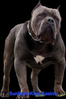 AMERICAN BULLY - 4