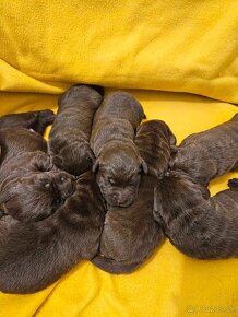 Labrador retriever čokoládové šteniatko s PP - 4