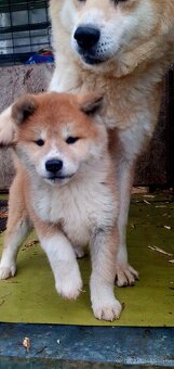 Šteniatko Akita Inu - 4