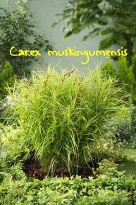 Okrasné trávy - Carex - STÁLEZELENÁ - 4