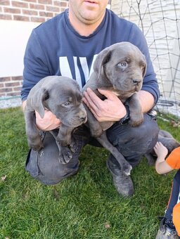 Cane corso modré šteniatka - 4