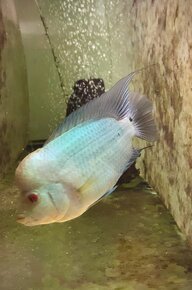 Flowerhorn Thai Silk - 4