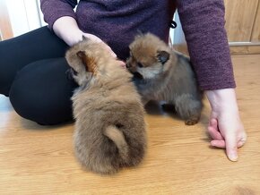 Špic, nemecký špic , oranžový špic, pomeranian - 4