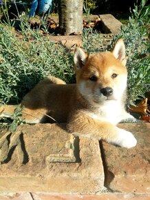 Shiba Inu s PP FCI - 4