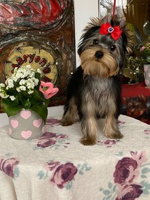 Yorkshire Terrier, York, Mini Yorkshire, Fci pp - 4