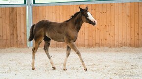 Letošní American Quarter Horse black klisna, vnučka Gunnera - 4