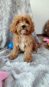 Cavapoo kavapoo - 4