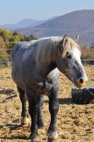 Žrebec na predaj - Percheron - 4