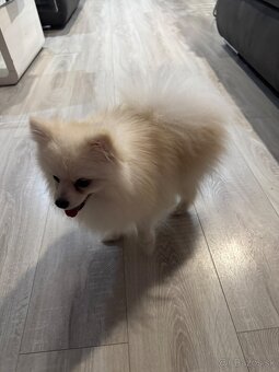 Pomeranian boo mini - 4