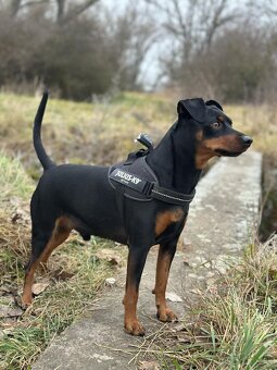 German pinscher - 4