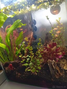 Nano akvarium 30l - 4