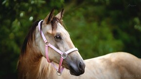 American Quarter Horse buckskin klisna, nominace na Futurity - 4