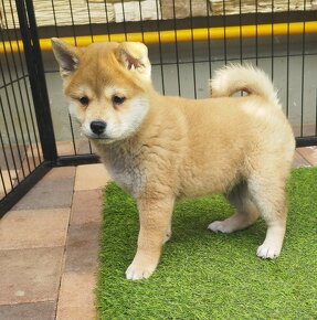 Shiba inu - 4