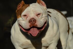 American Bully - 4