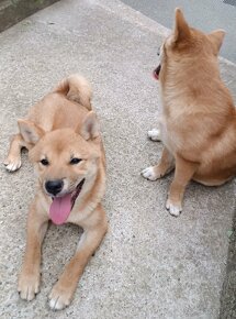 SHIBA INU - 4