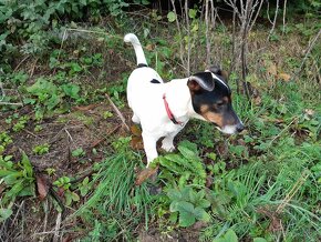 Jack russel terier - 4