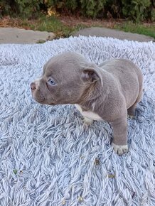 J&K bullys "ponúkame na predaj American bully pocket - 4