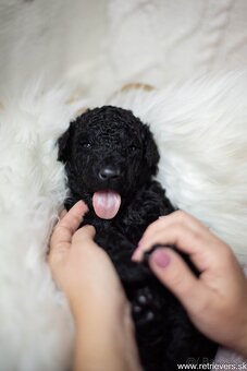 Curly Coated Retriever s PP - 4