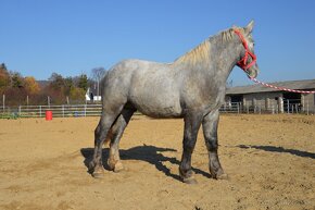 Predám ťažného koňa - Percheron - 4