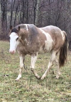 APH APHA PAINT HORSE ŽREBEC pripúšťanie - 4