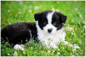 Border Collie Border Kolia s PP FCI - 4