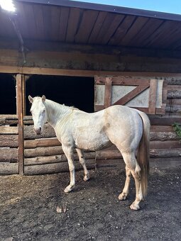 Quarter horse cremello žrebec - 4