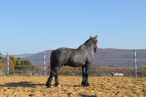 Predám koňa - žrebec Percheron - 4