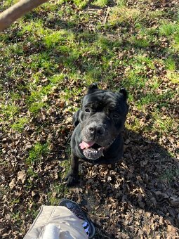 ZATIAĽ REZERVOVANÝ Cane Corso - 4