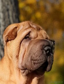 Šarpej, Sharpej, Shar-pei s PP - 4