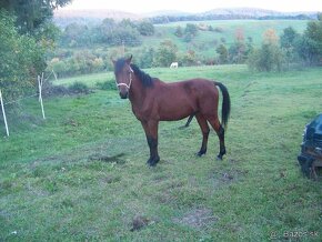 Welsh Pony A/SŠP - 4