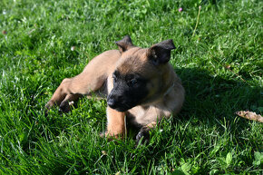 Belgický ovčiak - Malinois - 4