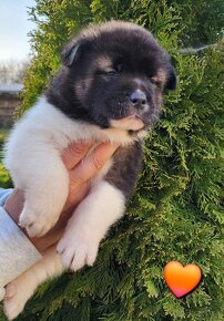 Americká akita (American akita) - 4